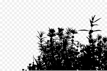 Shrub Palm trees Flowering plant -  