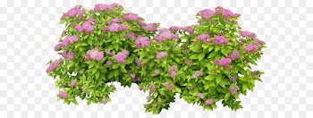 Shrub PhotoScape - Green bush 