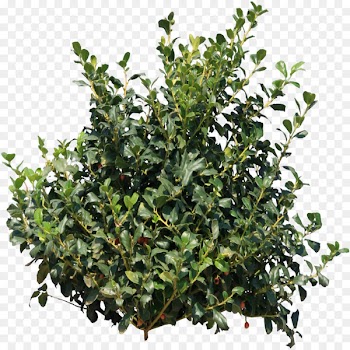 Shrub Plant Clip art - bushes 