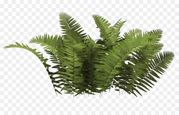 Shrub Plant Clip art - fern 