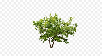 Shrub Plant Clip art - Forest trees 