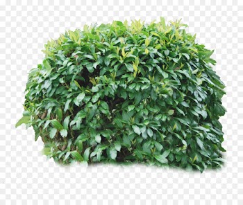 Shrub Plant Tree Clip art - Bush Tree Png 