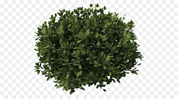 Shrub Plant Tree Clip art - Tree Bushes Plants Png 