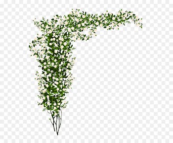 Shrub Rose Clip art - Decorative Whte Rose Bush PNG Clipart Picture 