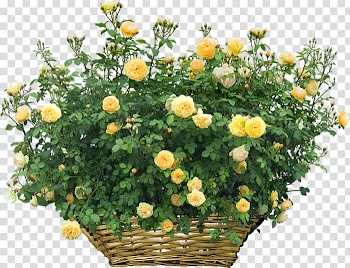Shrub Rose Flower , rose transparent background PNG clipart