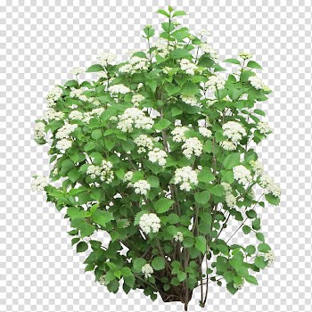 Shrub Rose Flower, rose transparent background PNG clipart