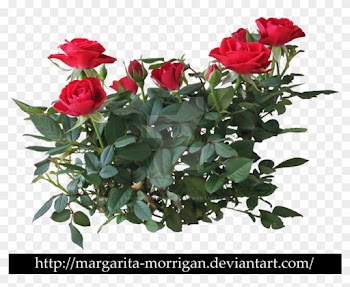 Shrub Roses By Margaritamorrigan On Deviantart - Rose Flower Plant Png