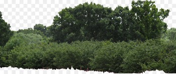 Shrub Tree Box - Bushes PNG Image 