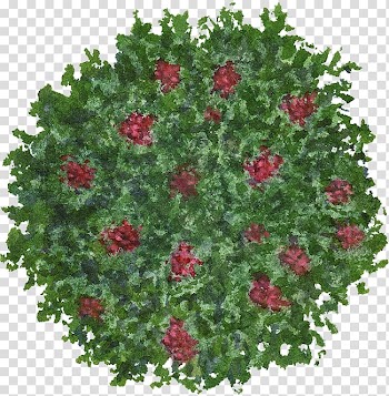 Shrub Tree, Bush flowers transparent background PNG clipart