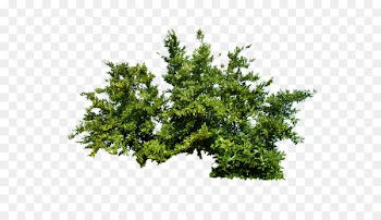 Shrub Tree - Bush PNG image 