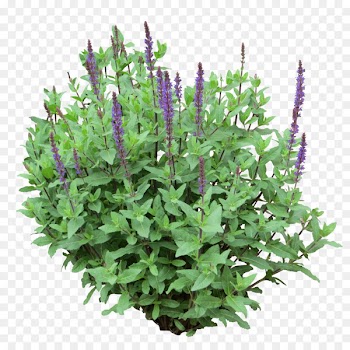 Shrub Tree Clip art - Bush Png Purple 