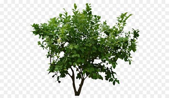 Shrub Tree Clip art - Plants Png File 