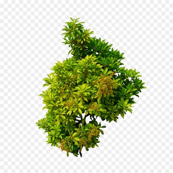 Shrub Tree Clip art - Yellow-green dwarf wood 