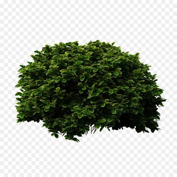 Shrub Tree Evergreen Bridal-wreaths - Shrubs Bush Png 