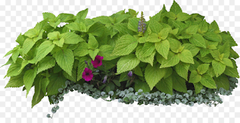 Shrub Tree Garden On Landscape Architecture Herbs & Flowers: Plant ...