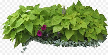 Shrub Tree Garden On Landscape Architecture Herbs & Flowers: Plant, Grow, Eat - bushes 