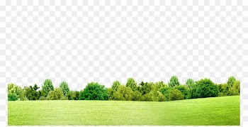 Shrub Tree - Green grass 