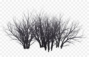 Shrub Tree Photography Black and white - bushes png download ...