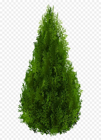 Shrub Tree Spruce Clip art - Cypress PNG Clipart Picture 