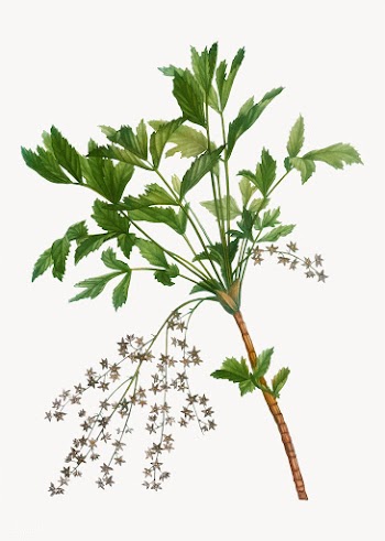 Shrub yellowroot branch | Free stock vector - 568267