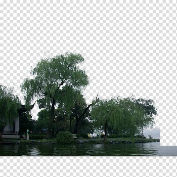 Shulin District Forest , forest transparent background PNG clipart
