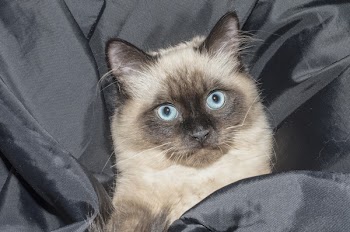 Siamese Cat
