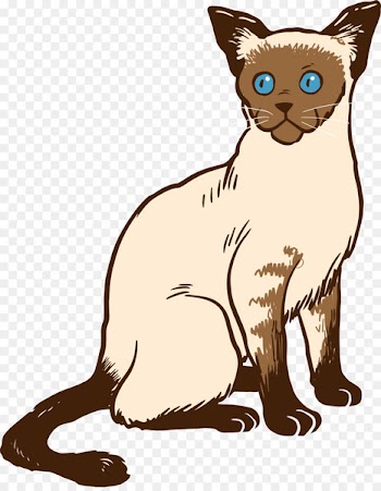 Siamese cat Bengal cat Manx cat Ragdoll Kitten - Vector Hand-painted blue-eyed cat 