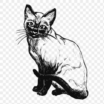 Siamese cat drawing png sticker | Free PNG - rawpixel