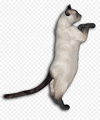 Siamese cat Egyptian Mau Somali cat Kitten Whiskers - Jumping Cat 
