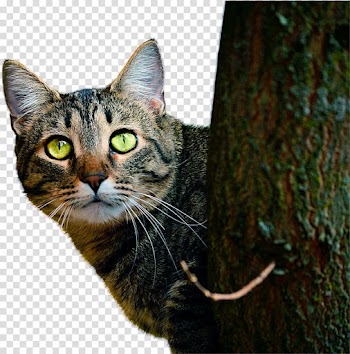 Siamese cat Havana Brown Persian cat Kitten Polydactyl cat, cats transparent background PNG clipart