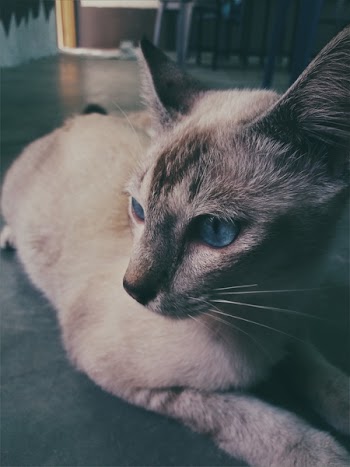 Siamese Cat Lying on the Floor Photo