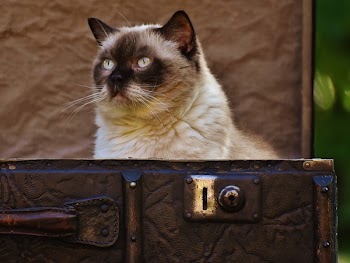 Siamese Cat on Brown Box