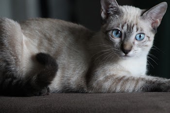 Siamese Cat on Brown Surface