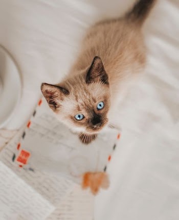 Siamese cat standing on white paper