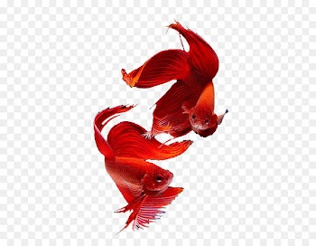 Siamese cat Thailand Siamese fighting fish Goldfish - Red Siamese fish 