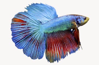 Siamese fighting fish, animal isolated | Free Photo - rawpixel