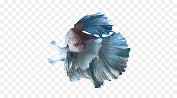Siamese fighting fish Aquarium Breed Goldfish - fish tank 