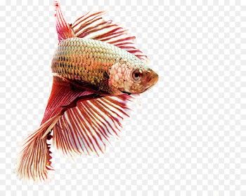 Siamese fighting fish Aquarium fish feed Fishkeeping - fish 