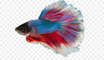 Siamese fighting fish Aquarium Green swordtail Pet - fish 
