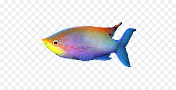 Siamese fighting fish Aquarium Tropical fish Saltwater fish - fish 
