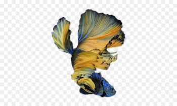 Siamese fighting fish - Betta 