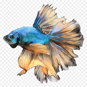 Siamese fighting fish Betta channoides Aquarium Stock photography - Betta PNG Free Download 