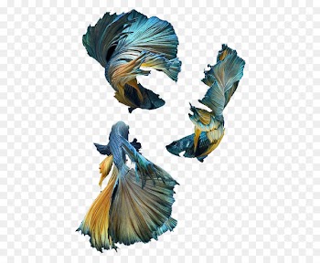 Siamese fighting fish Blue Shark - Blue Fish Rojo 