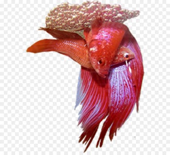 Siamese fighting fish Bony fishes Breed Aquarium - betta 