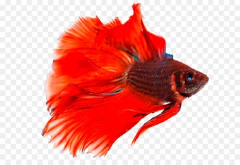 Siamese fighting fish Breed - Betta Transparent Background 