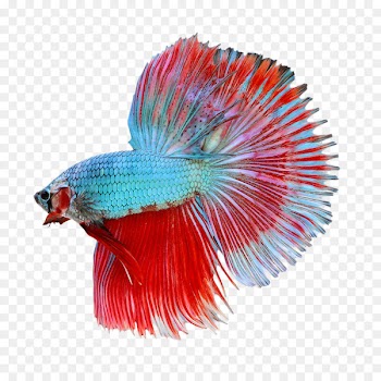 Siamese fighting fish Butterfly Koi Goldfish - fish 