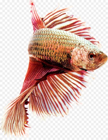 Siamese fighting fish Butterfly tail Aquarium Veiltail Butterfly Koi - fish 