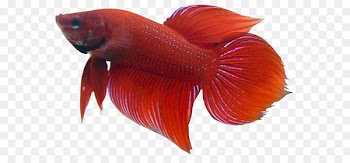 Siamese fighting fish Clip art - Betta PNG Picture 