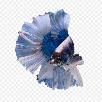 Siamese fighting fish Freshwater fish Male Territory - betta 