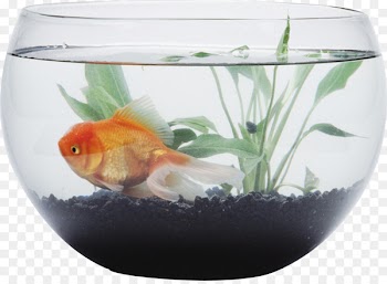 Siamese fighting fish Goldfish Aquarium Bowl - Aquarium 